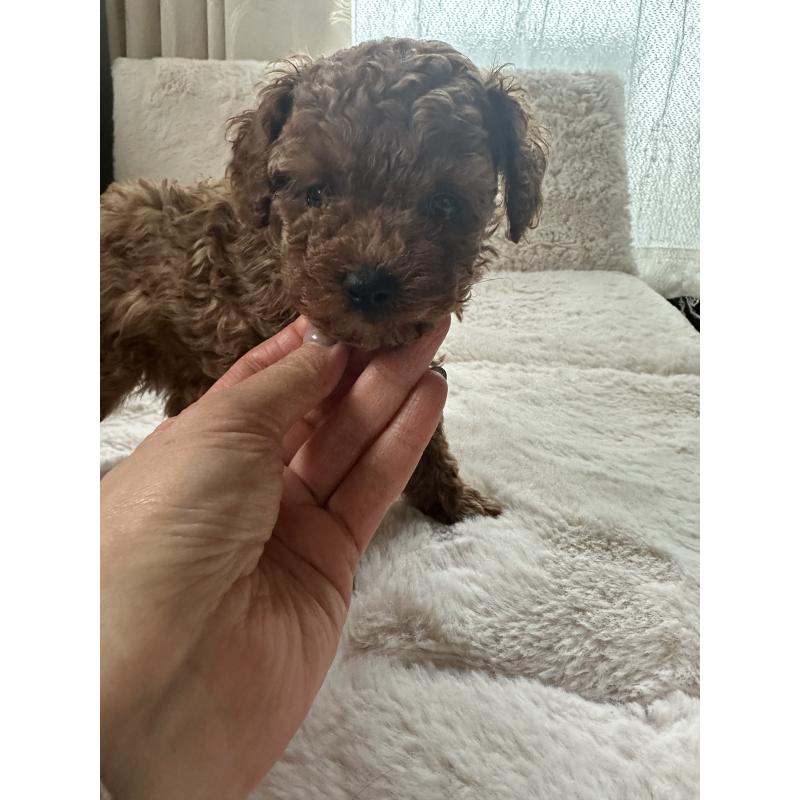 販売中の愛知県のティーカッププードル-434183の6枚目