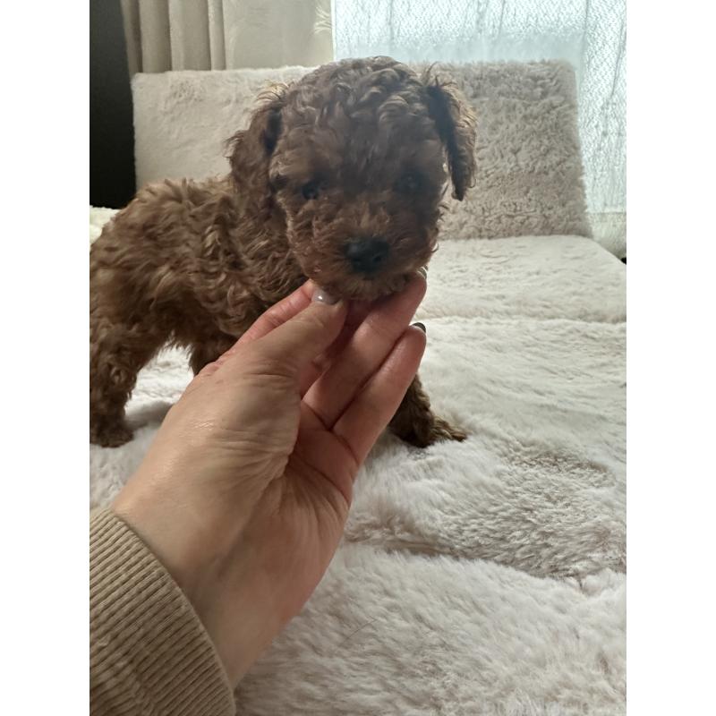 販売中の愛知県のティーカッププードル-434183の5枚目