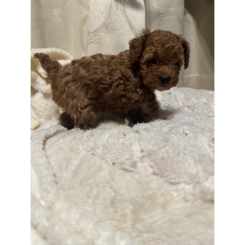 販売中の愛知県のティーカッププードル-434183の3枚目