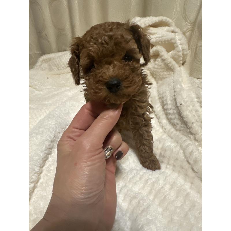 販売中の愛知県のティーカッププードル-434183の2枚目