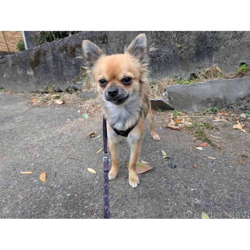 販売中の大分県のチワワ(ロングコート)-416655の7枚目