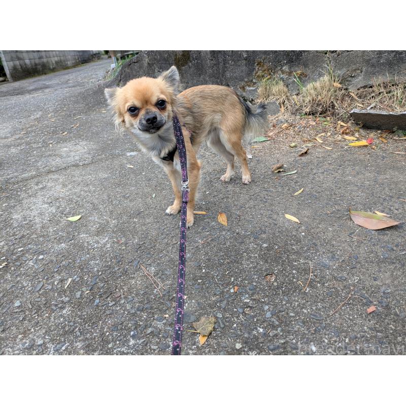 販売中の大分県のチワワ(ロングコート)-416655の6枚目