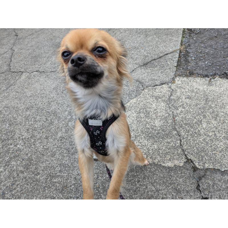 販売中の大分県のチワワ(ロングコート)-416655の5枚目