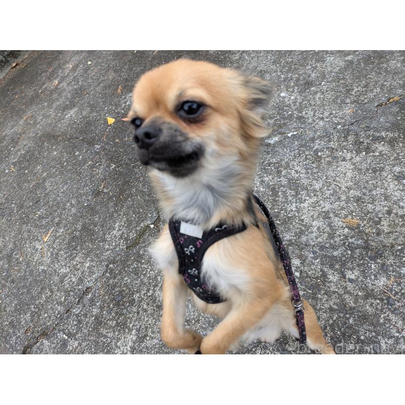 販売中の大分県のチワワ(ロングコート)-416655の4枚目