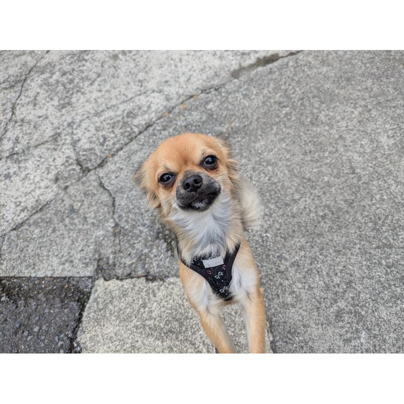 販売中の大分県のチワワ(ロングコート)-416655の3枚目