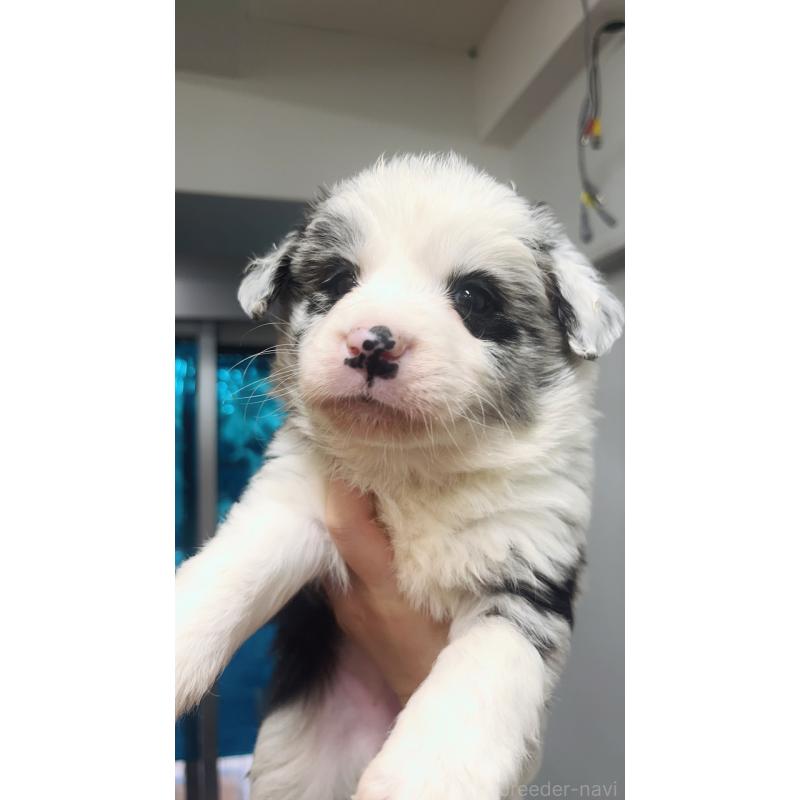 販売中の東京都のボーダーコリー-434185の1枚目