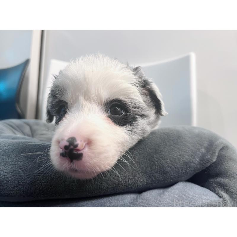 販売中の東京都のボーダーコリー-434185の9枚目