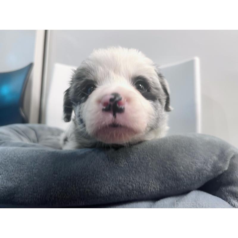 販売中の東京都のボーダーコリー-434185の8枚目