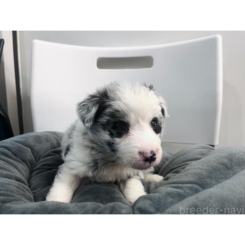 販売中の東京都のボーダーコリー-434185の7枚目