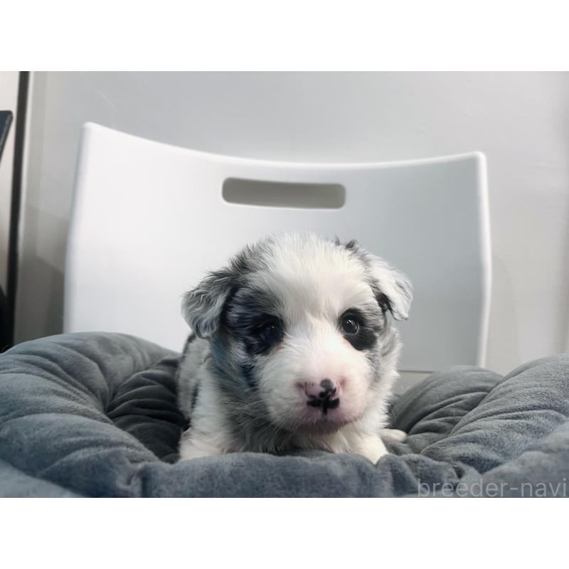 販売中の東京都のボーダーコリー-434185の6枚目