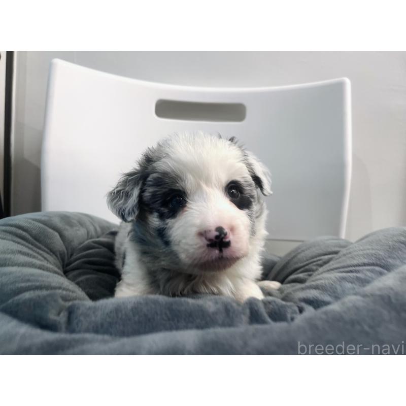 販売中の東京都のボーダーコリー-434185の5枚目