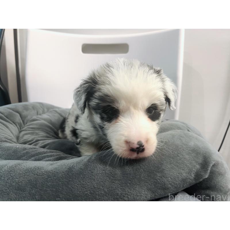 販売中の東京都のボーダーコリー-434185の4枚目