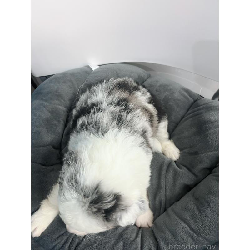 販売中の東京都のボーダーコリー-434185の3枚目