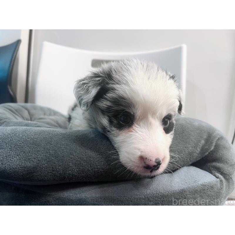 販売中の東京都のボーダーコリー-434185の2枚目