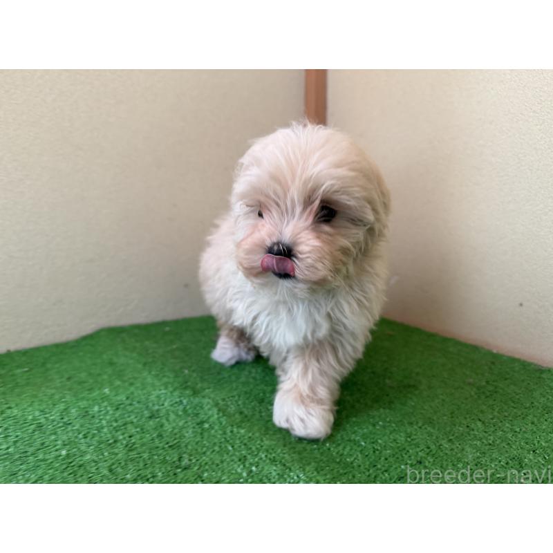 販売中の群馬県のマルプー:マルチーズ×トイプードル-434186の4枚目