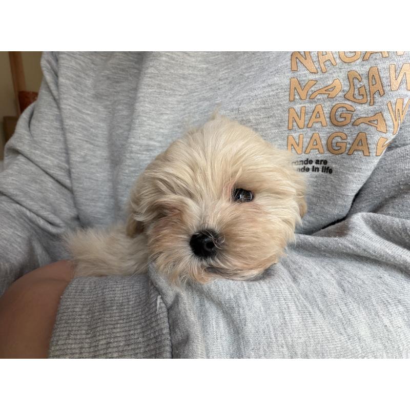 販売中の群馬県のマルプー:マルチーズ×トイプードル-434186の3枚目