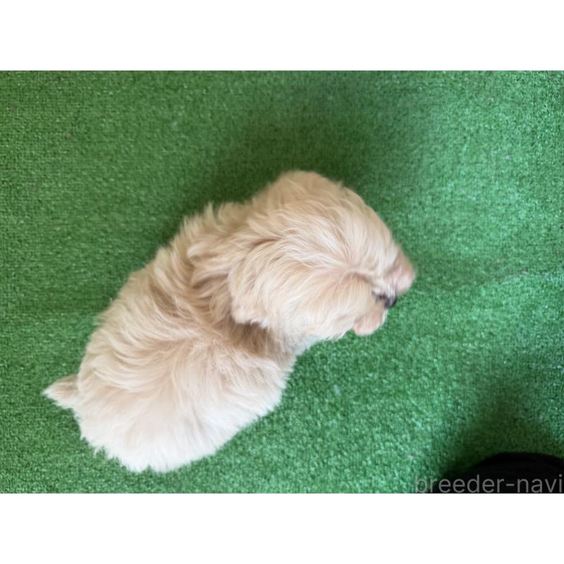 販売中の群馬県のマルプー:マルチーズ×トイプードル-434186の2枚目