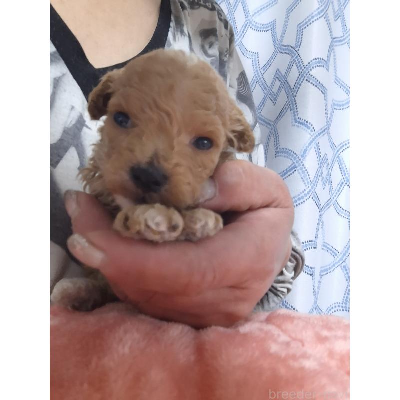 販売中の群馬県のビションプー:ビションフリーゼ×トイプードル-432999の14枚目