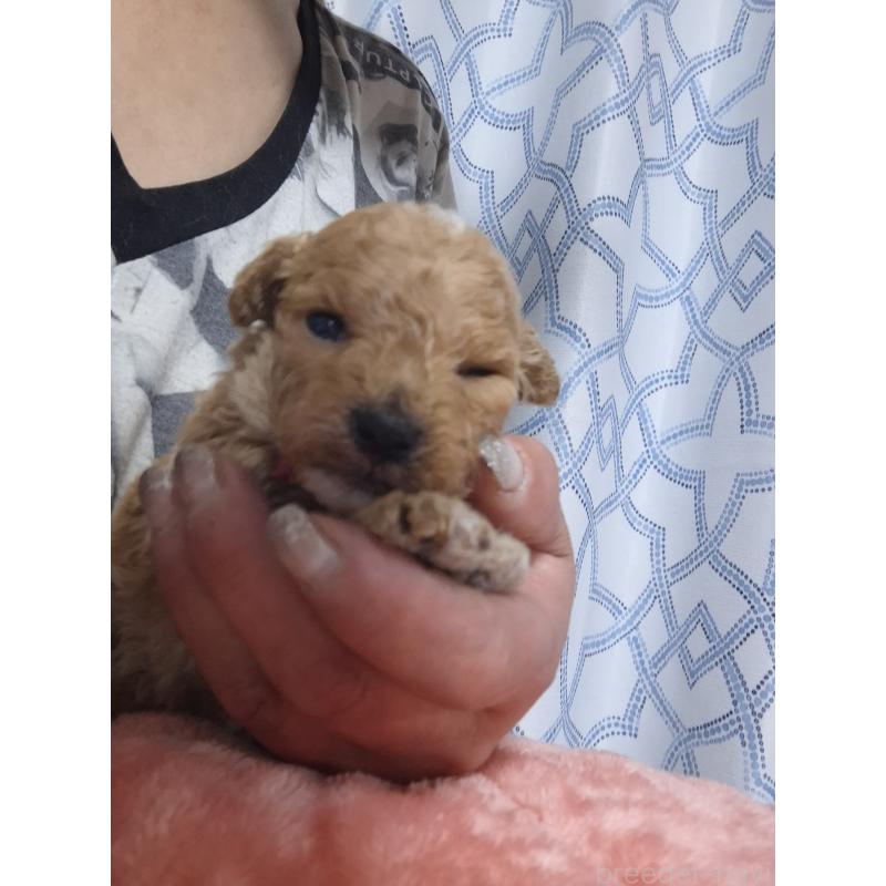 販売中の群馬県のビションプー:ビションフリーゼ×トイプードル-432999の13枚目