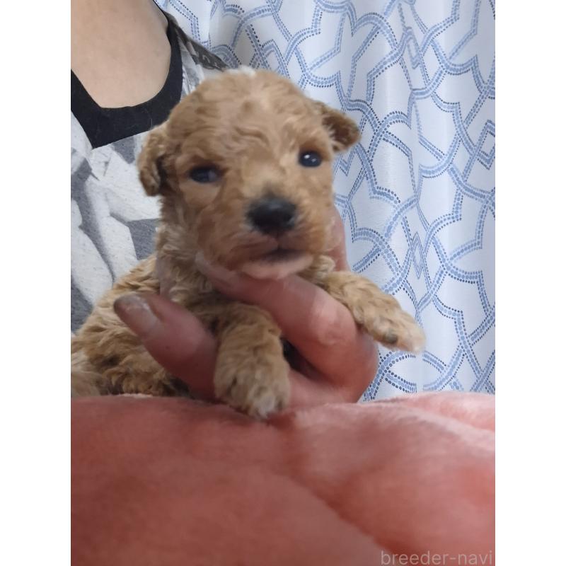 販売中の群馬県のビションプー:ビションフリーゼ×トイプードル-432999の12枚目