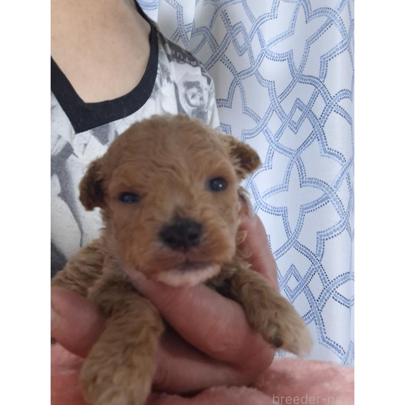 販売中の群馬県のビションプー:ビションフリーゼ×トイプードル-432999の10枚目