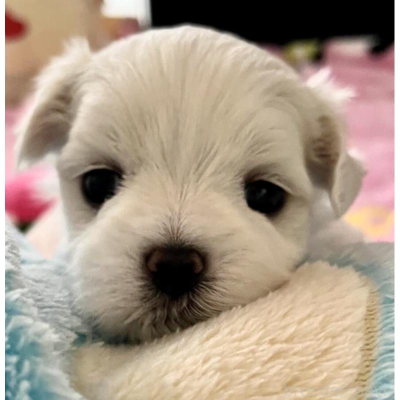 商談中の滋賀県のマルチーズ-430679の61枚目