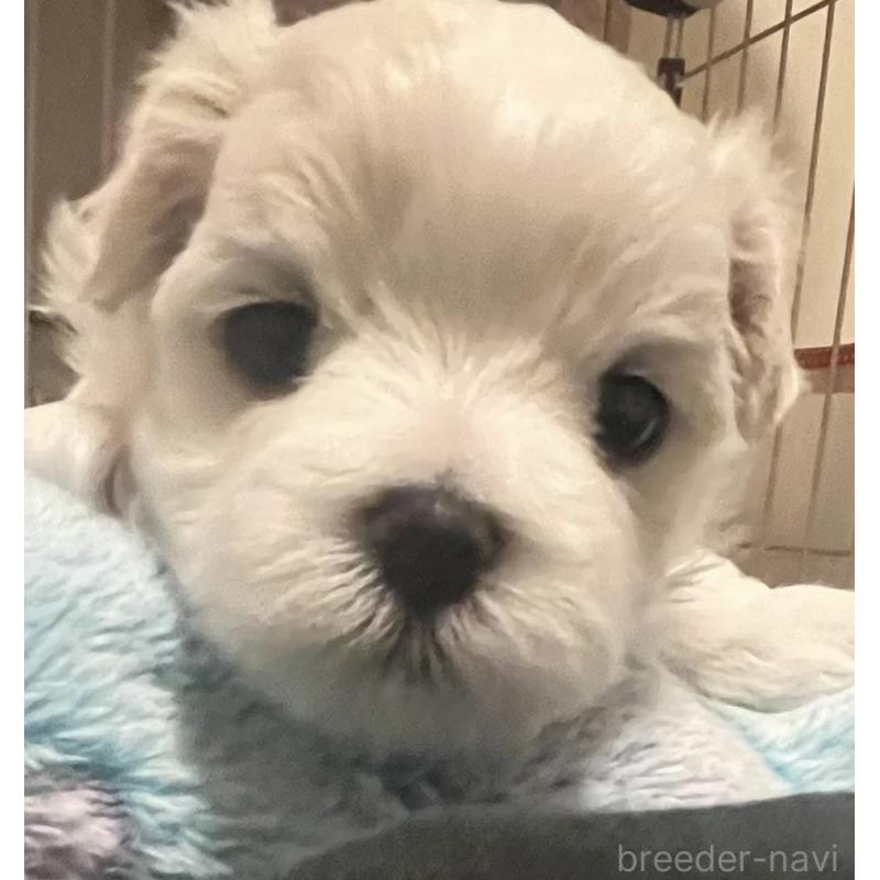 販売中の滋賀県のマルチーズ-430675の90枚目