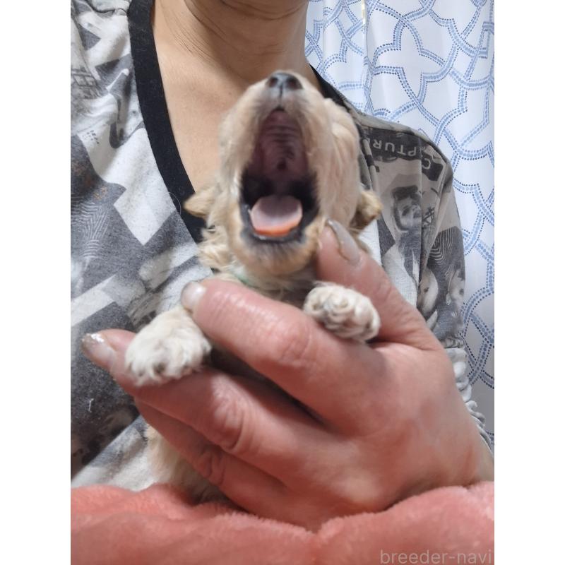 商談中の群馬県のビションプー:ビションフリーゼ×トイプードル-432978の16枚目