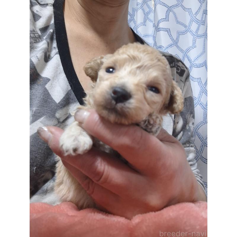 商談中の群馬県のビションプー:ビションフリーゼ×トイプードル-432978の14枚目