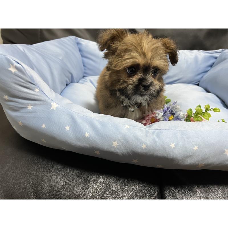 販売中の栃木県のミックス犬-434189の4枚目