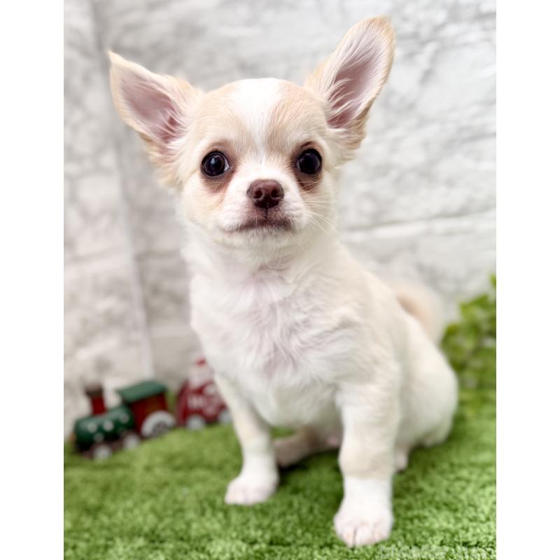 販売中の埼玉県のチワワ(ロングコート)-422569の7枚目