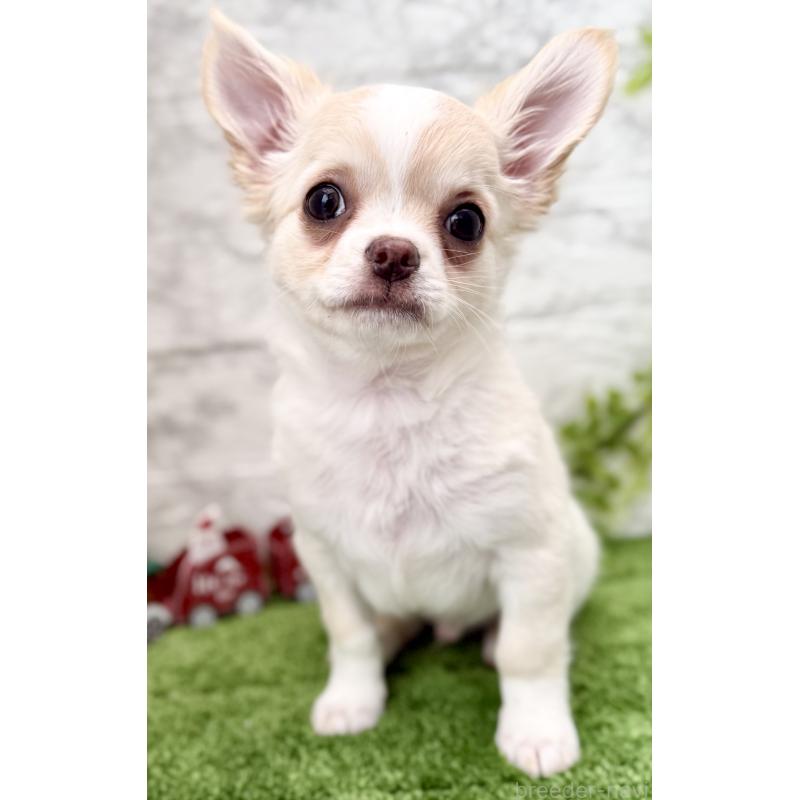 販売中の埼玉県のチワワ(ロングコート)-422569の6枚目