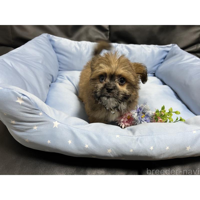 販売中の栃木県のミックス犬-434189の3枚目