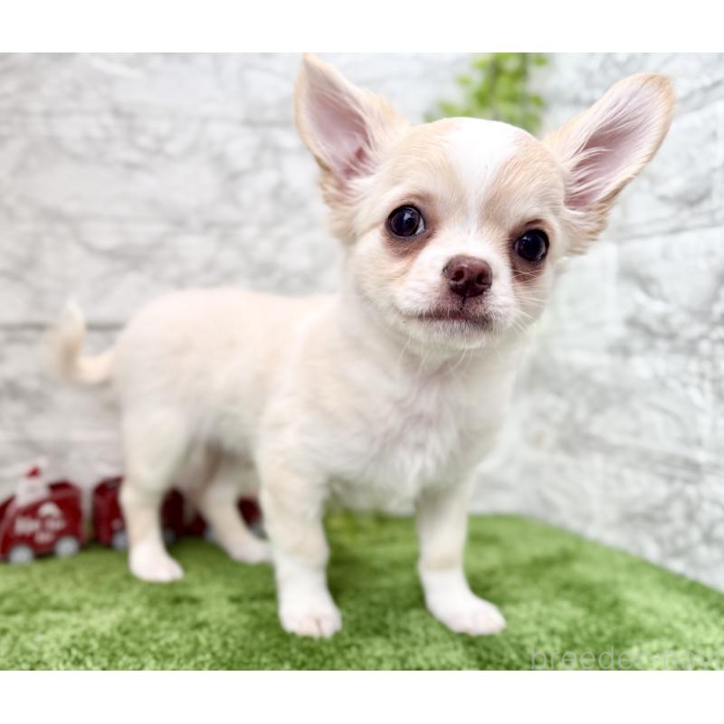 販売中の埼玉県のチワワ(ロングコート)-422569の5枚目