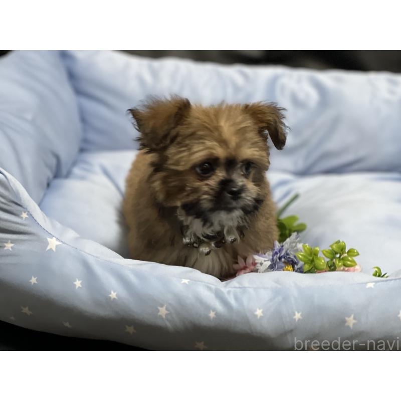 販売中の栃木県のミックス犬-434189の2枚目