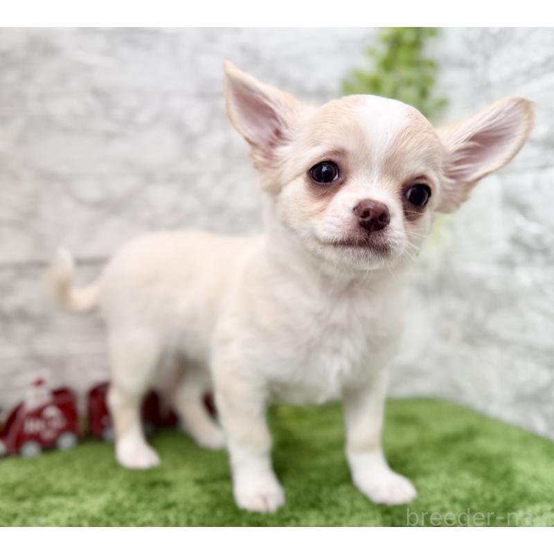 販売中の埼玉県のチワワ(ロングコート)-422569の3枚目