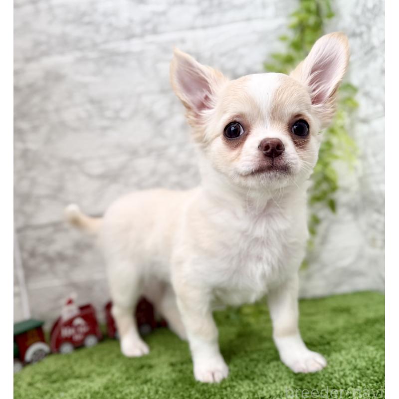 販売中の埼玉県のチワワ(ロングコート)-422569の2枚目