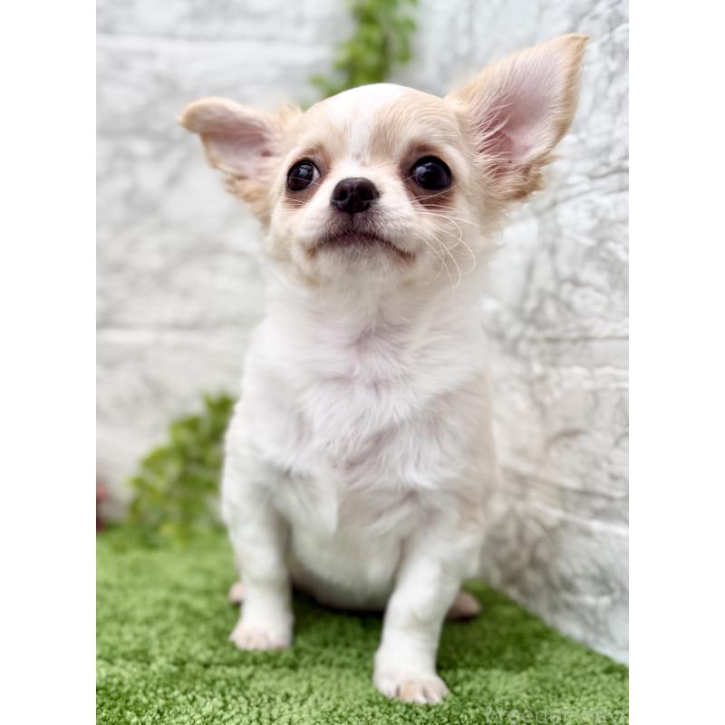 販売中の埼玉県のチワワ(ロングコート)-422567の6枚目