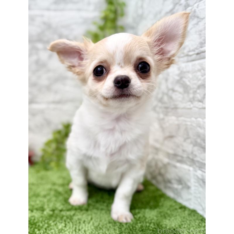 販売中の埼玉県のチワワ(ロングコート)-422567の5枚目