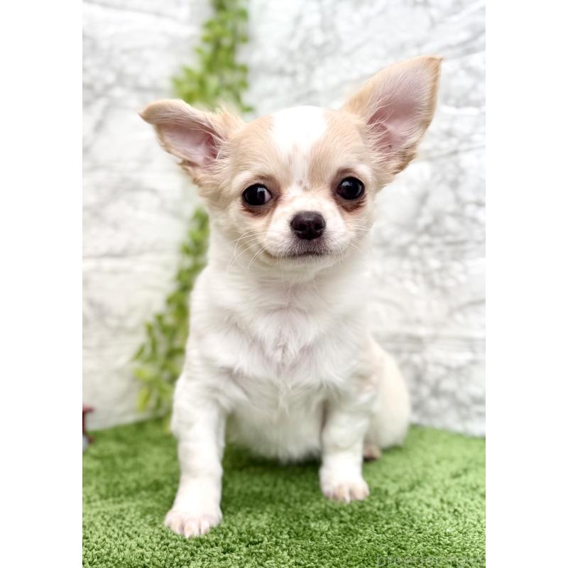 販売中の埼玉県のチワワ(ロングコート)-422567の4枚目