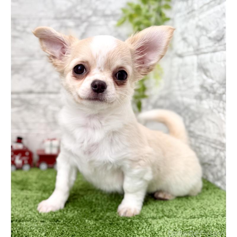 販売中の埼玉県のチワワ(ロングコート)-422567の3枚目