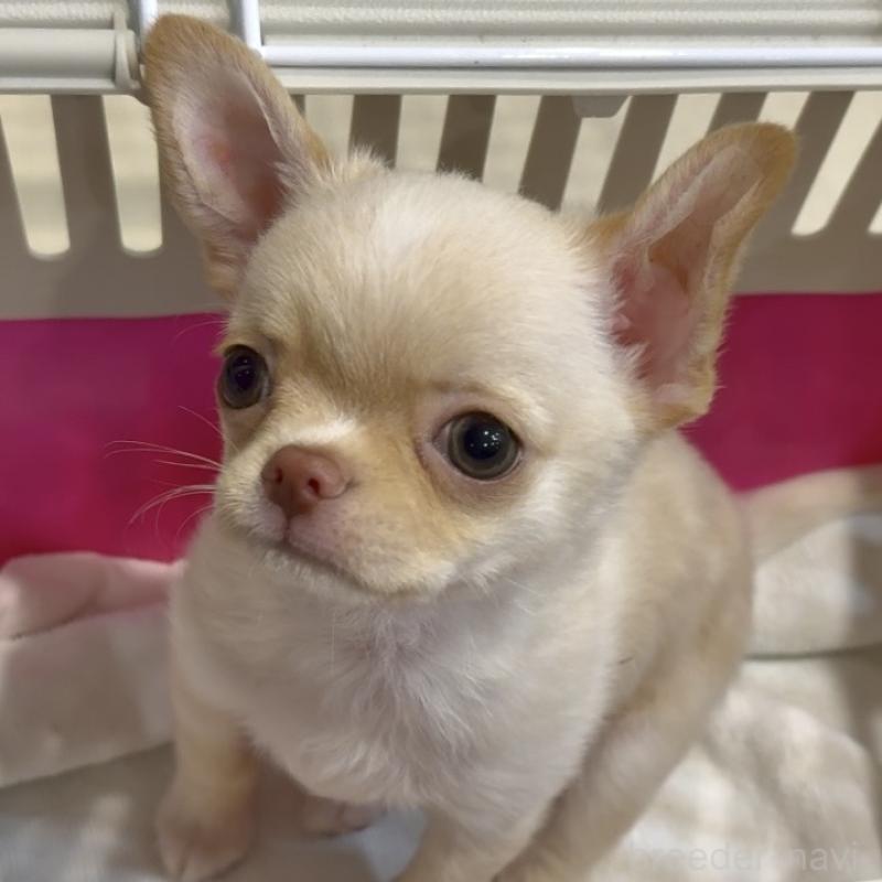 販売中の東京都のチワワ(ロングコート)-430993の10枚目