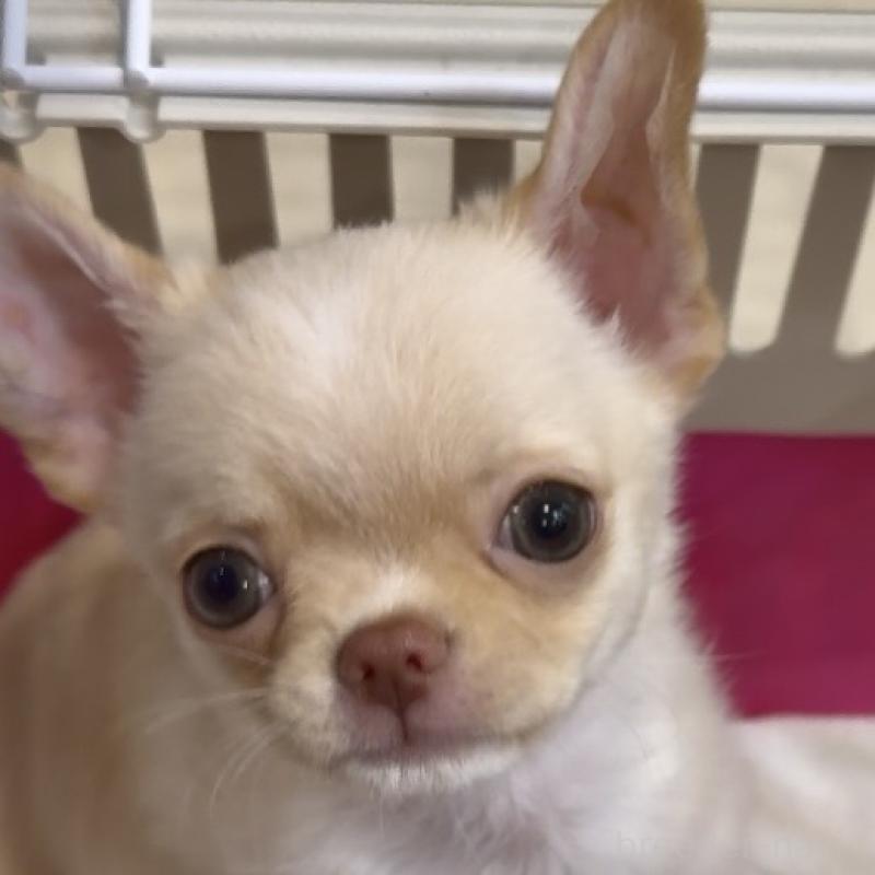 販売中の東京都のチワワ(ロングコート)-430993