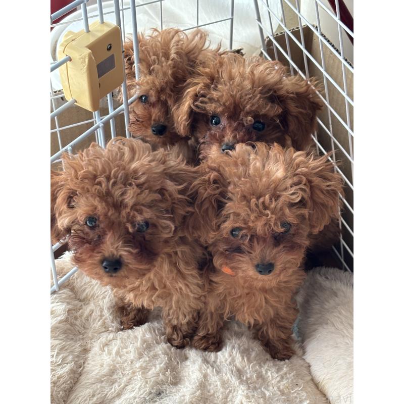 販売中の埼玉県のタイニープードル-426259の2枚目