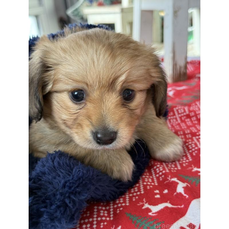 成約済の宮崎県のミックス犬-432570の7枚目