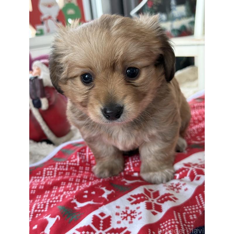 成約済の宮崎県のミックス犬-432570の6枚目