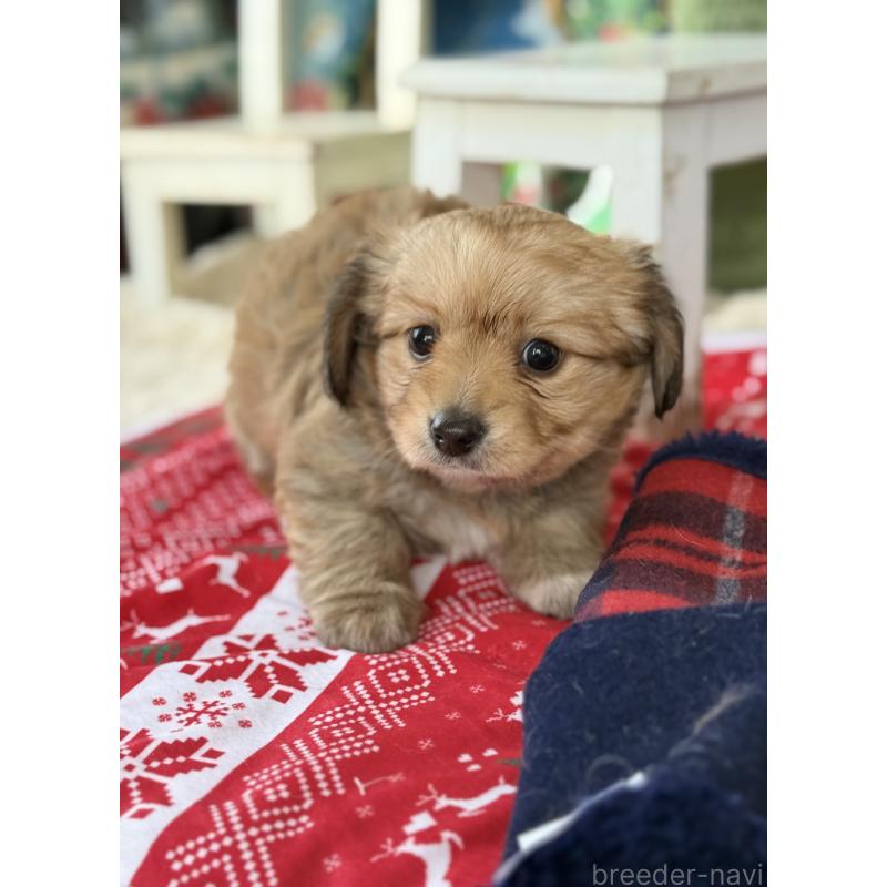 成約済の宮崎県のミックス犬-432570の5枚目