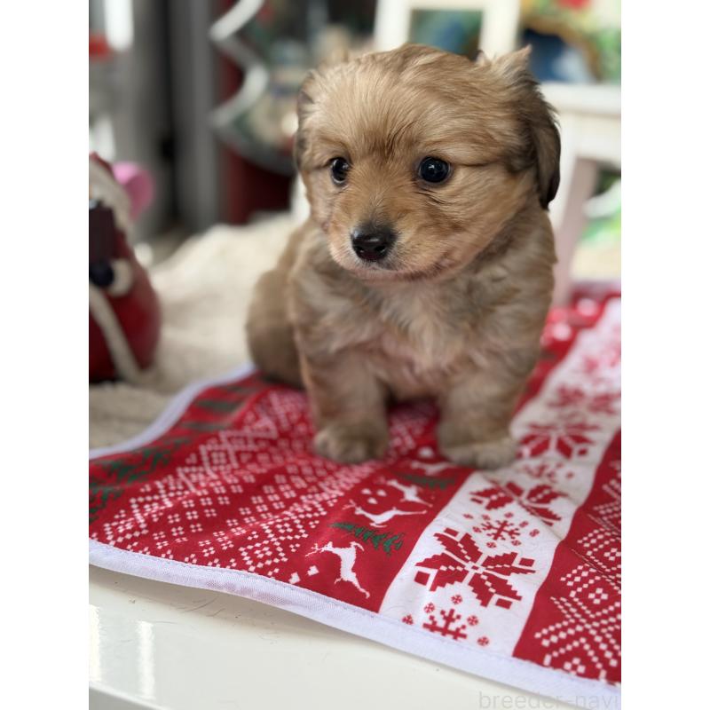 成約済の宮崎県のミックス犬-432570の4枚目