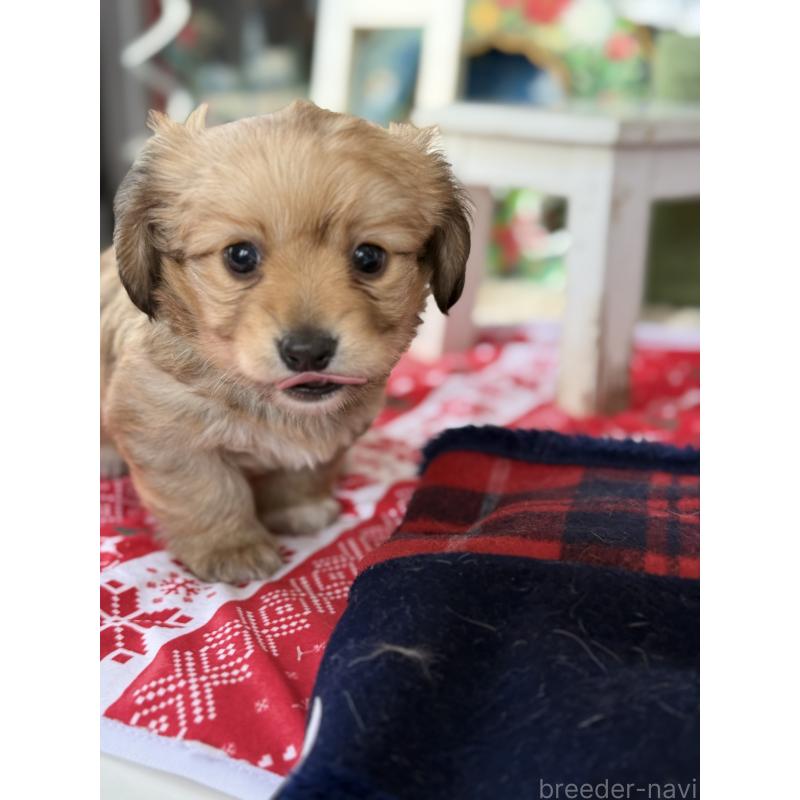 成約済の宮崎県のミックス犬-432570の2枚目