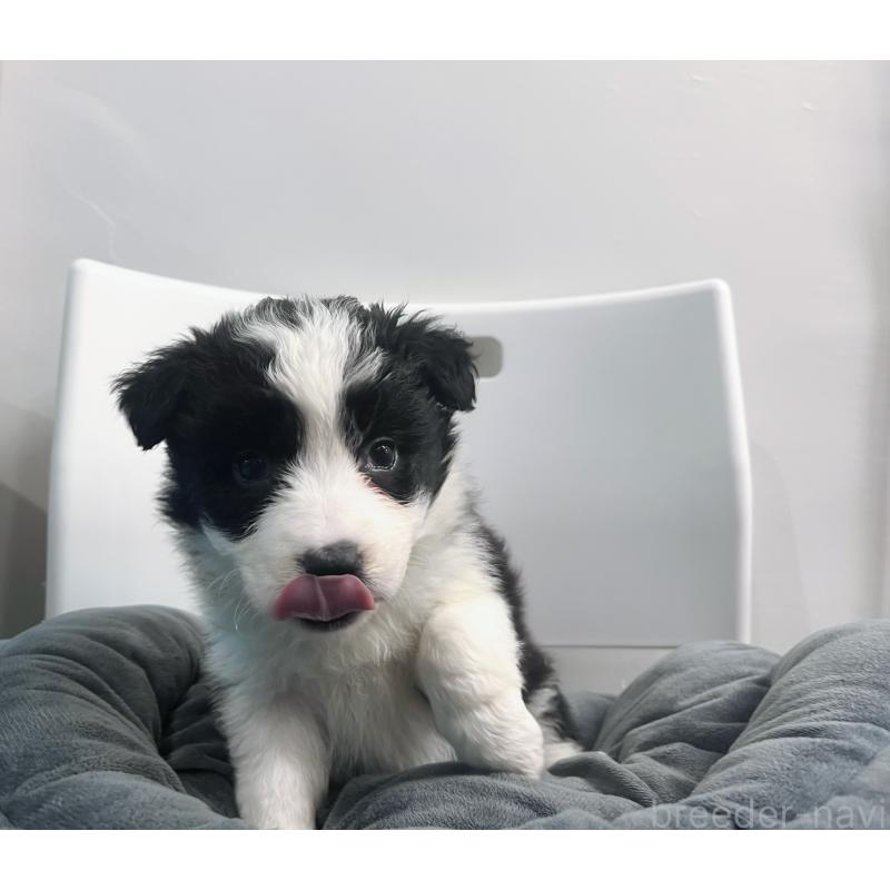 販売中の東京都のボーダーコリー-434190の11枚目